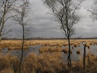 NL, Limburg, Horst aan de Maas, Mariapeel 18, Saxifraga-Harry van Oosterhout